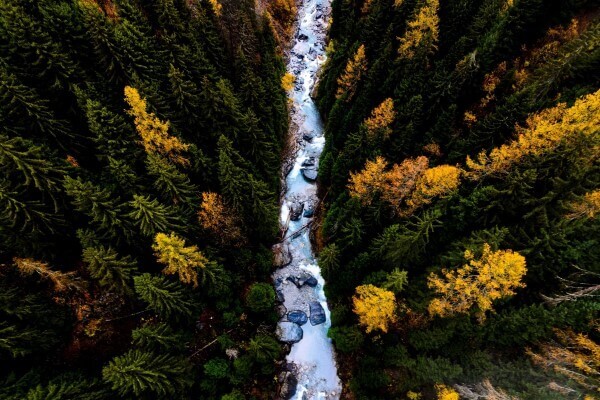 forest landscape
